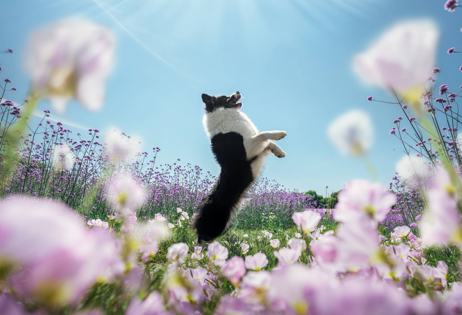 , 宠物摄影师狗哥