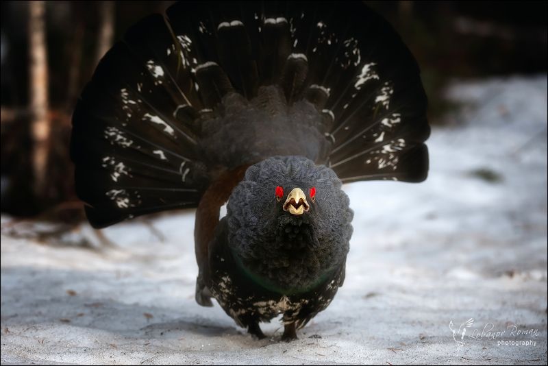 Лесной дракон фото превью