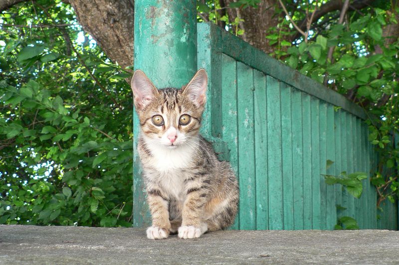 Котейка фото превью