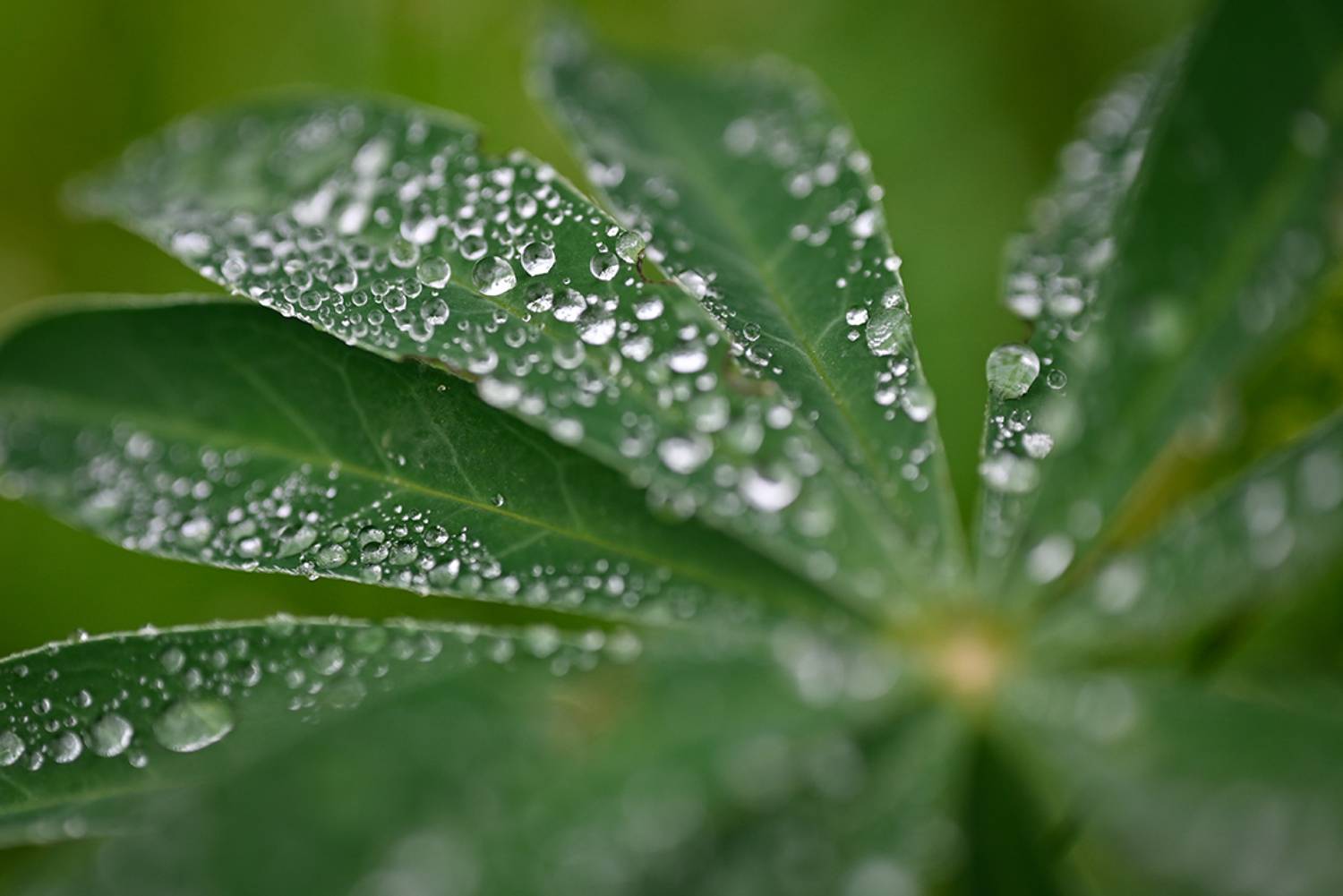 , Калёв Сергей