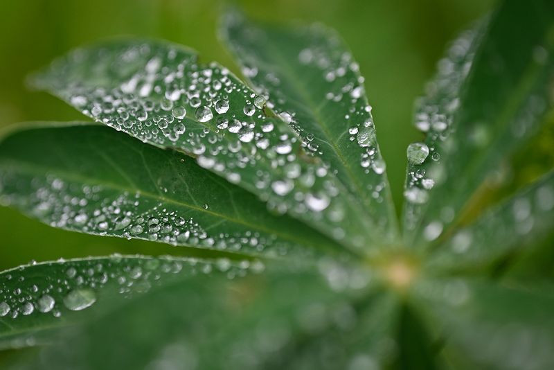 Люпин фото превью