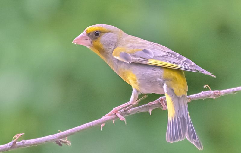 *** фото превью