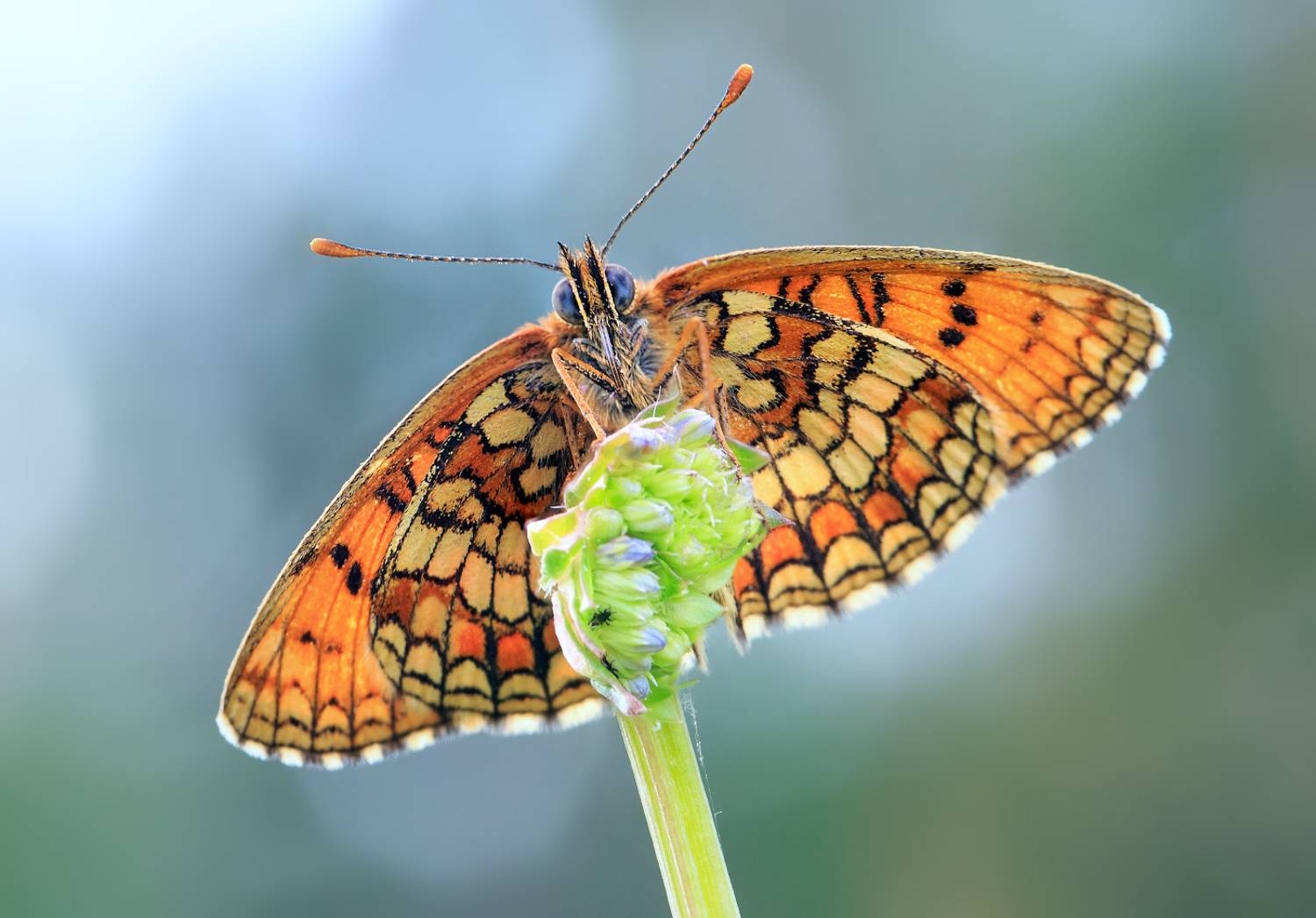 насекомые, бабочка, нимфалида, шашечница, аталия, лето, июнь, Борис Новиков