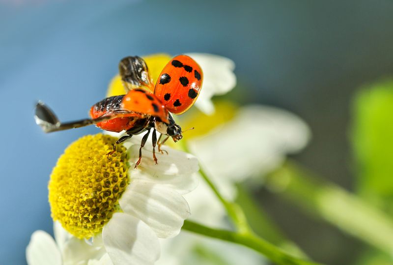 насекомые, божья коровка, ромашка  фото превью
