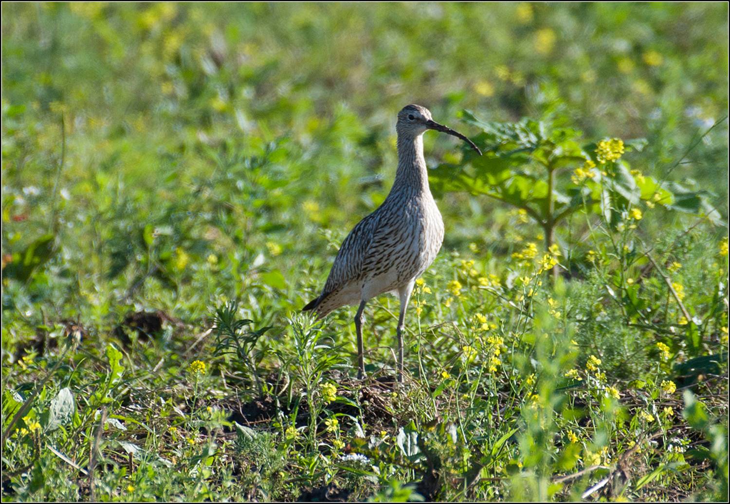 московская область, июнь, птица, АНАТОЛИЙ ДОВЫДЕНКО