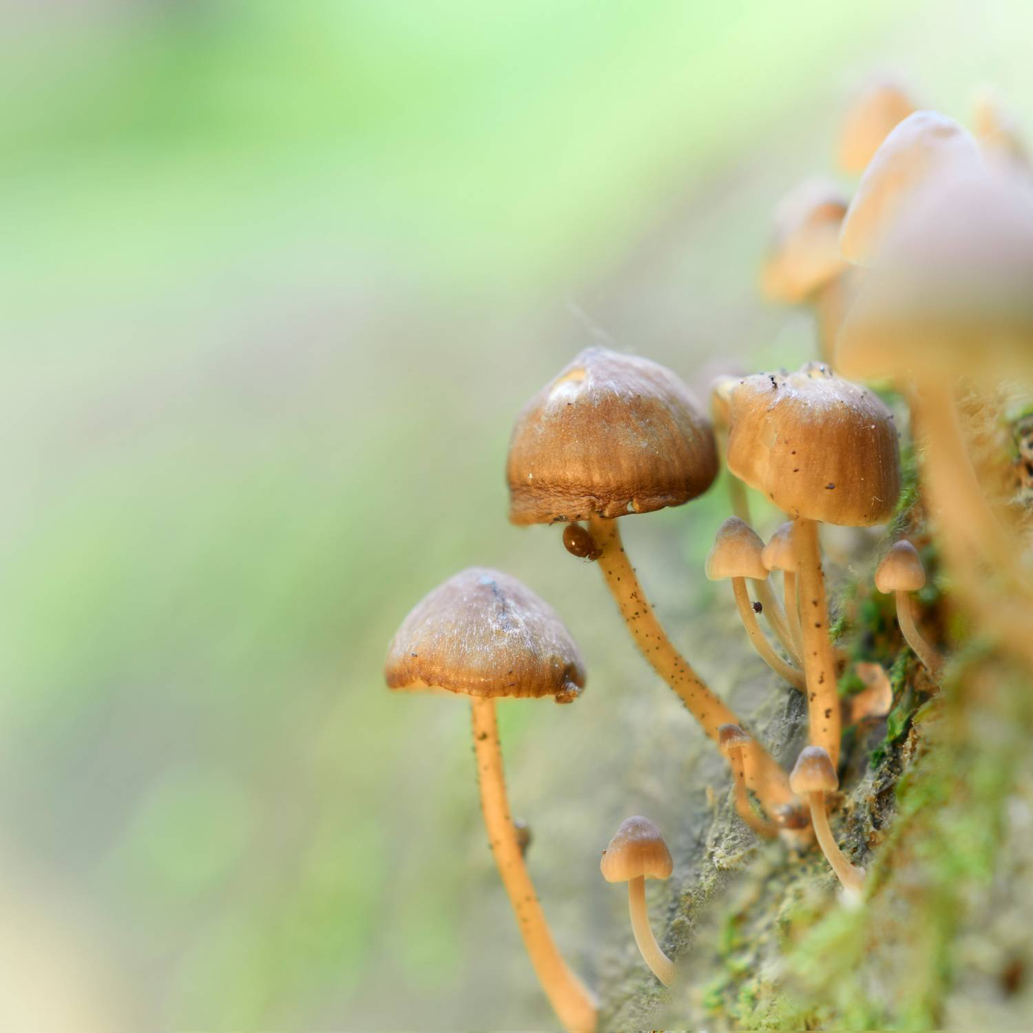 грибы, Валерий Вождаев