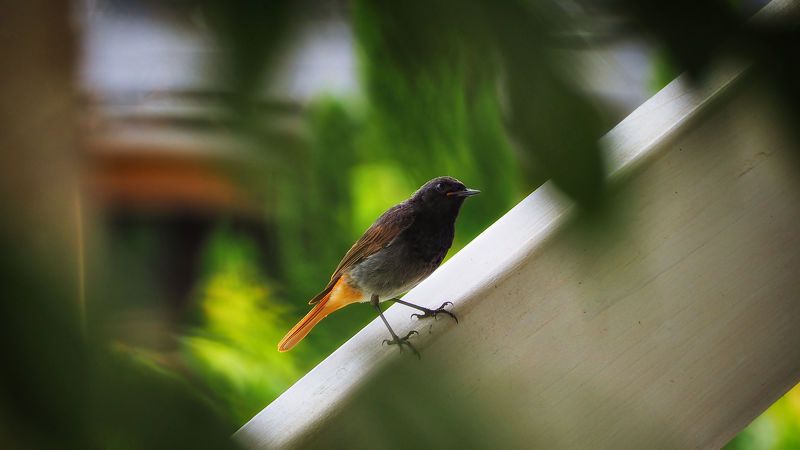 Phoenicurus фото превью