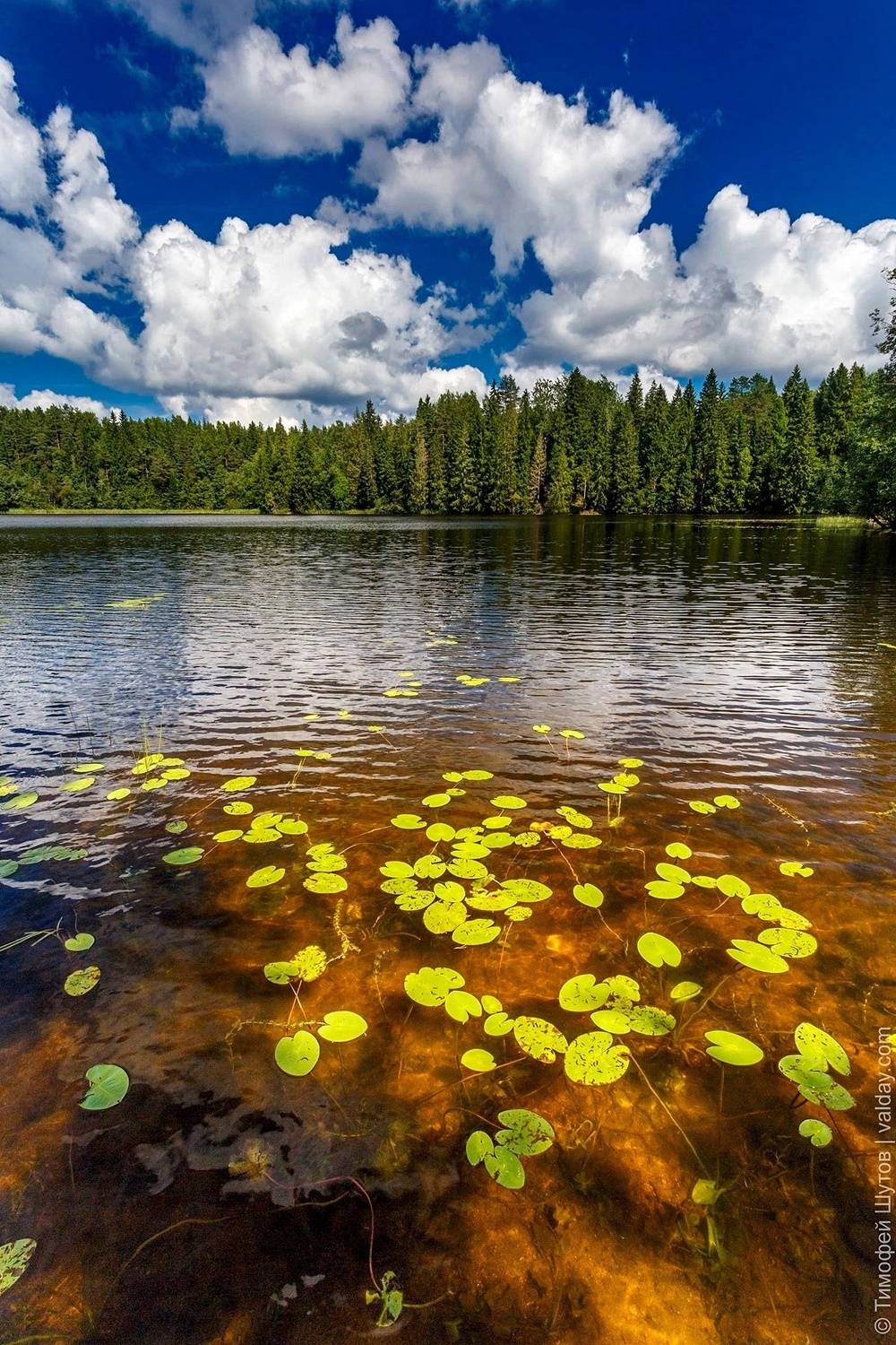 валдай, Шутов Тимофей