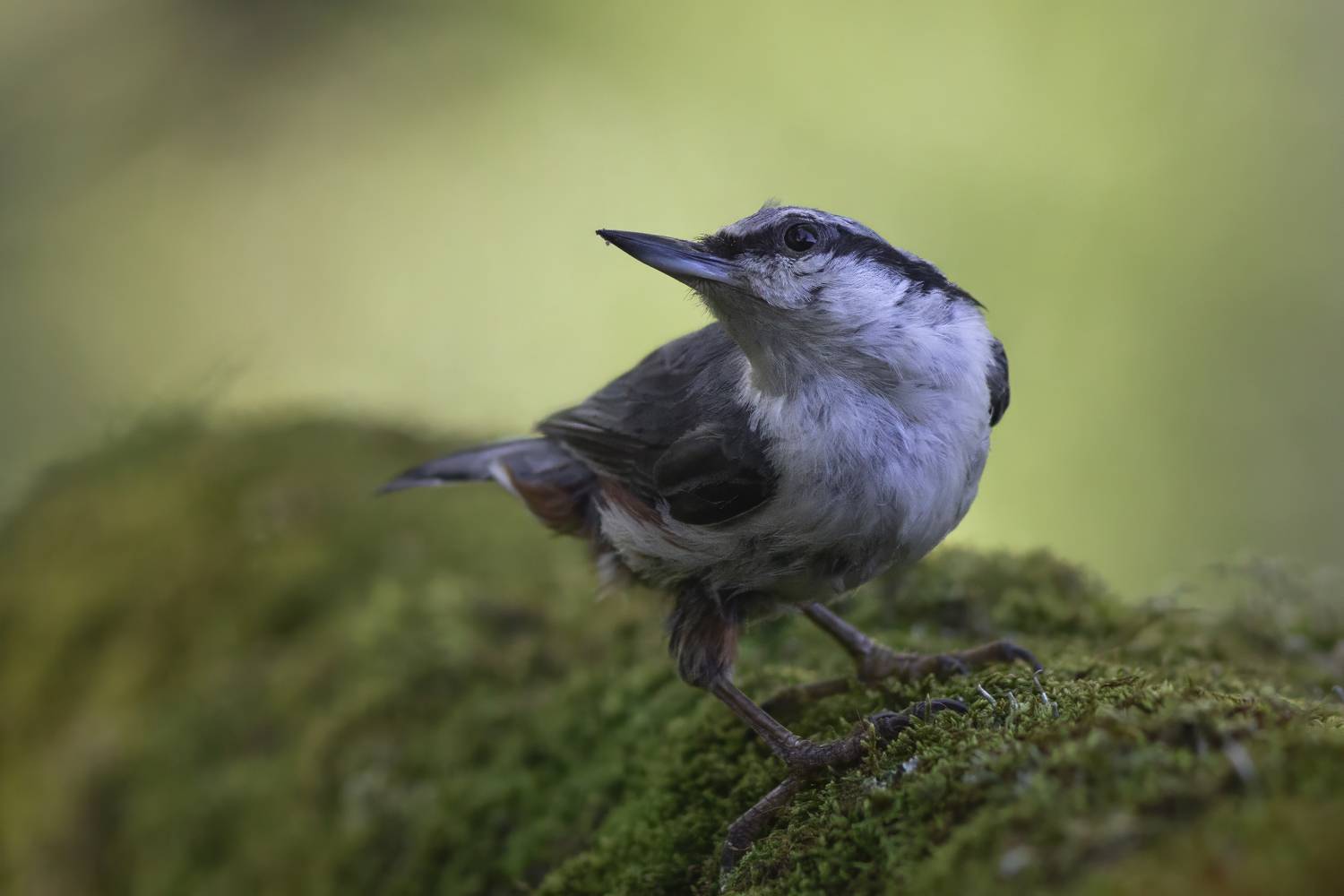 , Денис Пронин