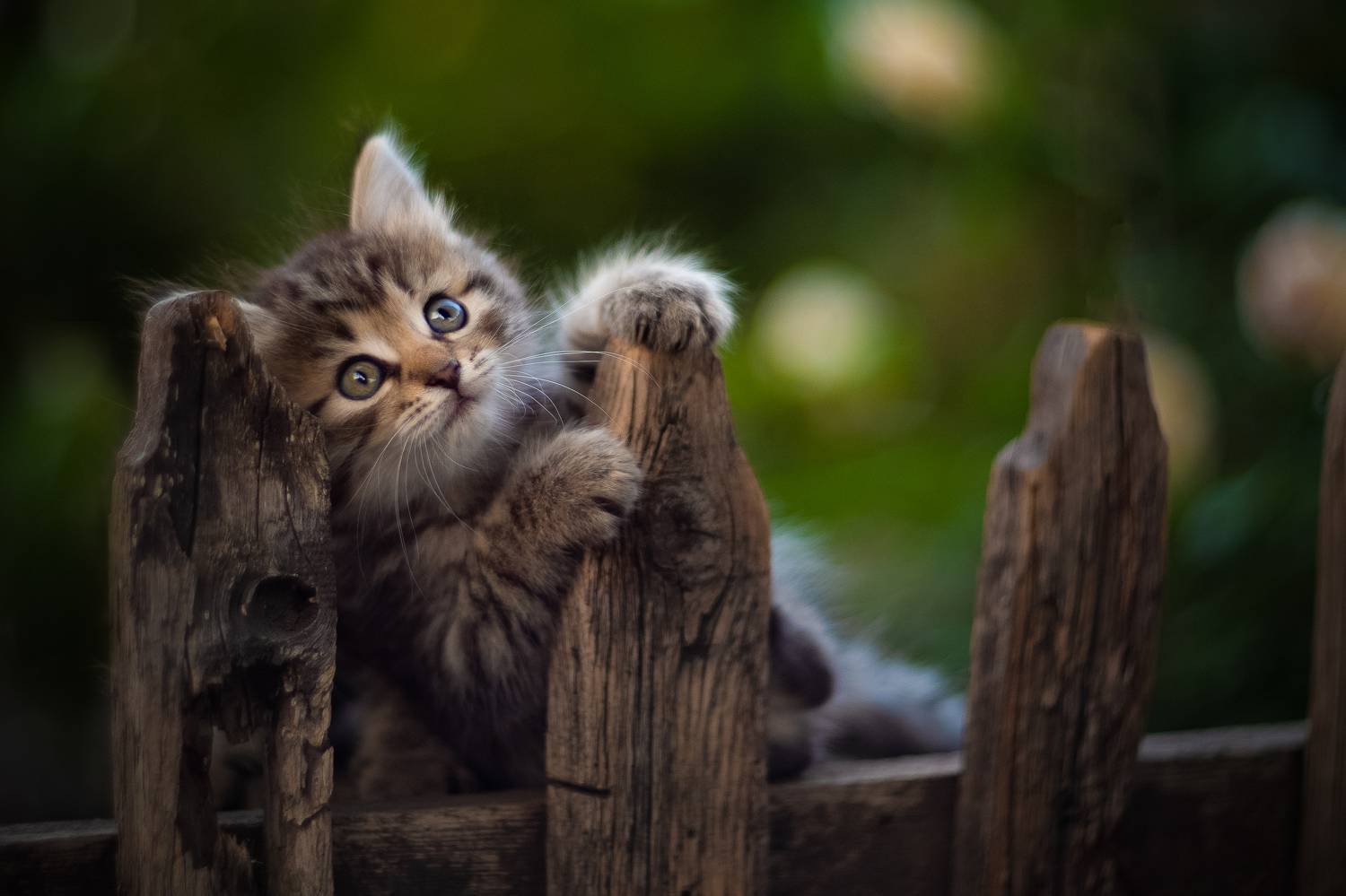 , Коротун Юрий