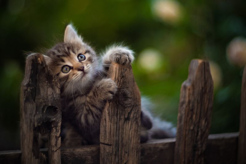 *** фото превью