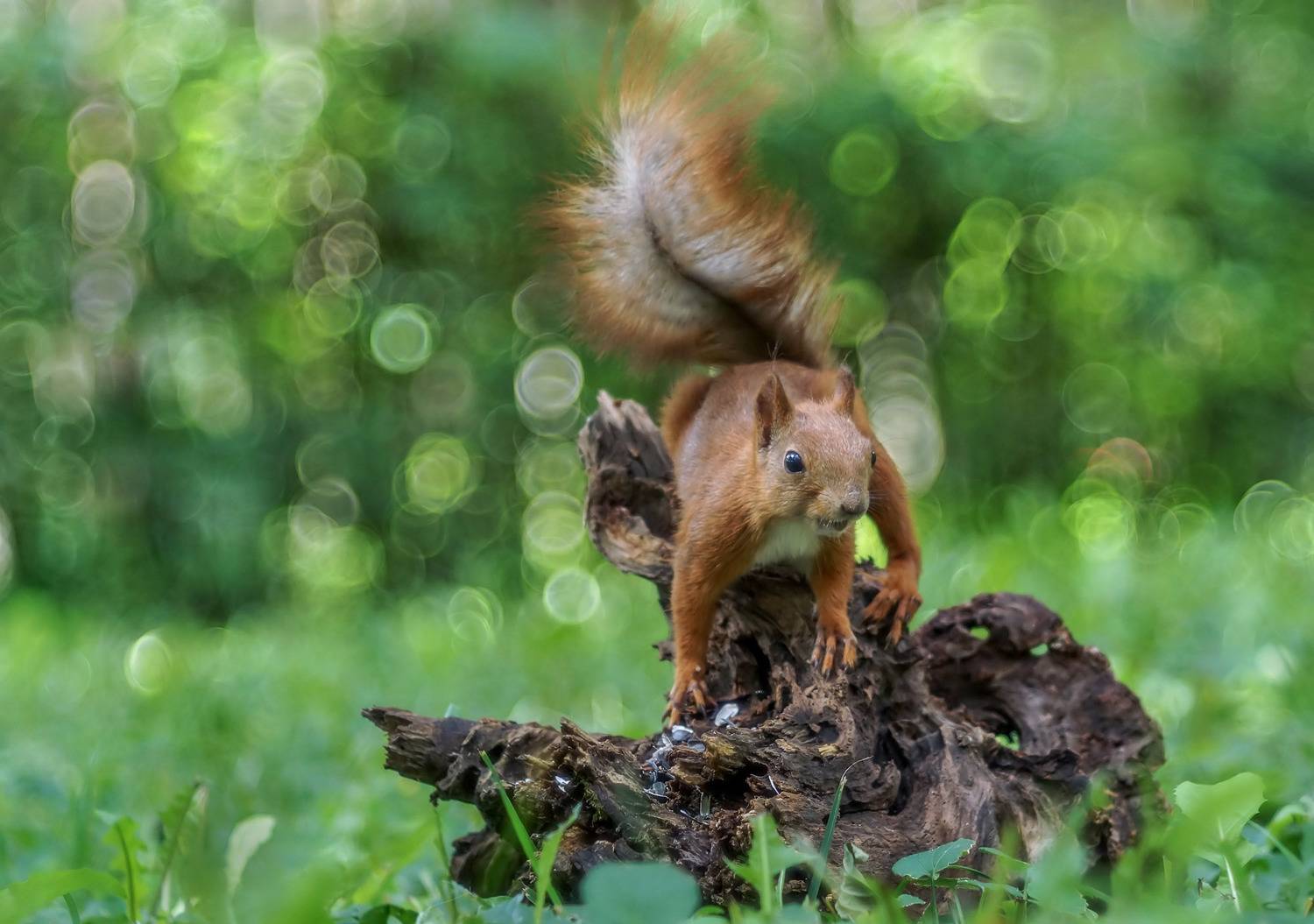 Белка, парк, Чепленко Алексей