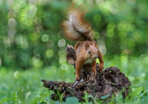  Кто съел мои семечки