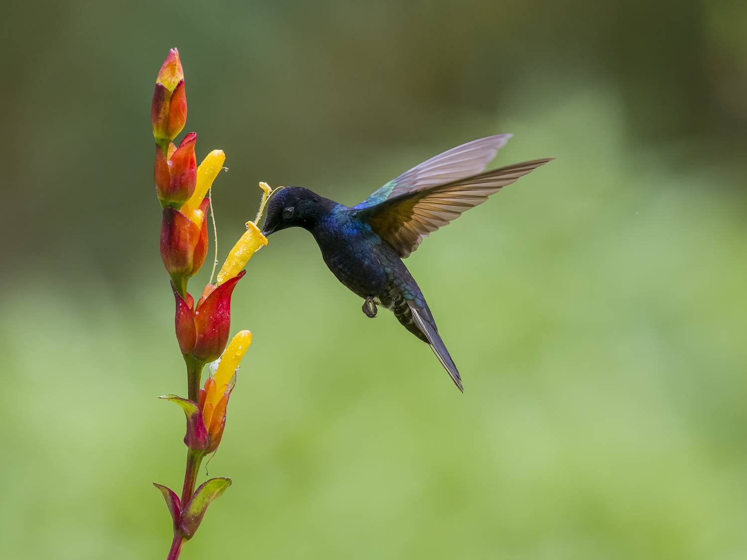 , Burgalin Sequeira Fernando