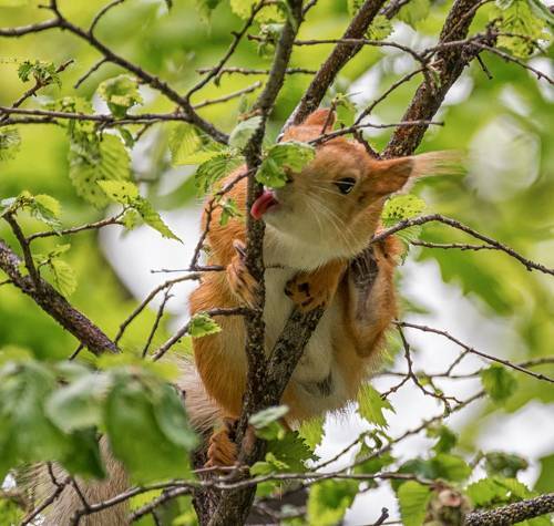 А вы знали...??