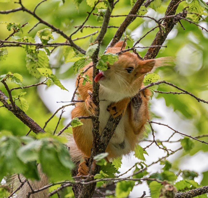 белка, польза, лес, вредители, борьба, А вы знали...?? фото превью