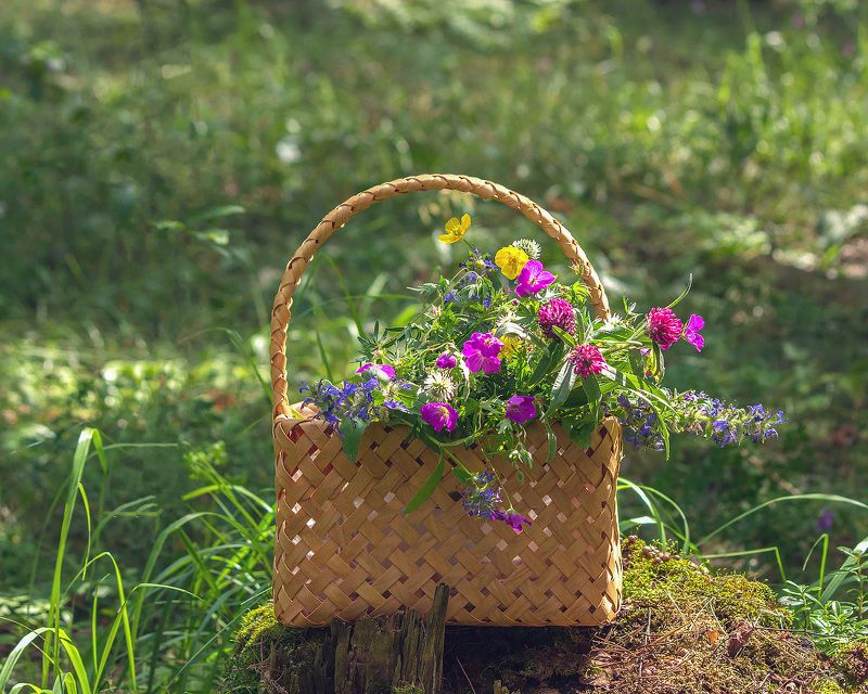 пленэр, натюрморт, лес, природа, цветы, грибы, земляника Июнь во всей красе фото превью