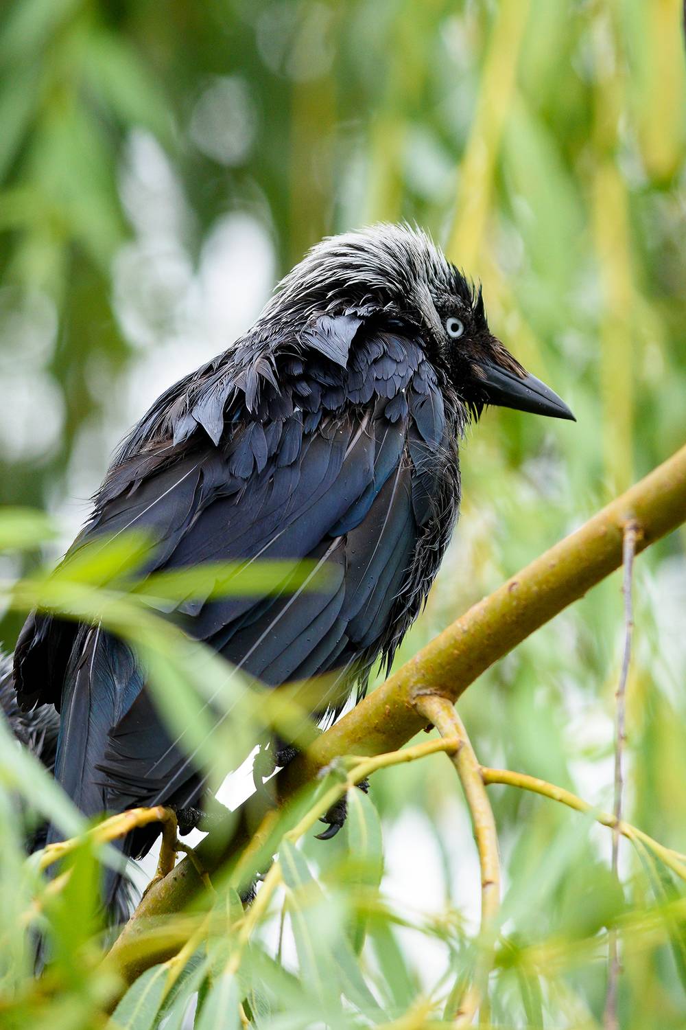 , Александр Добыш