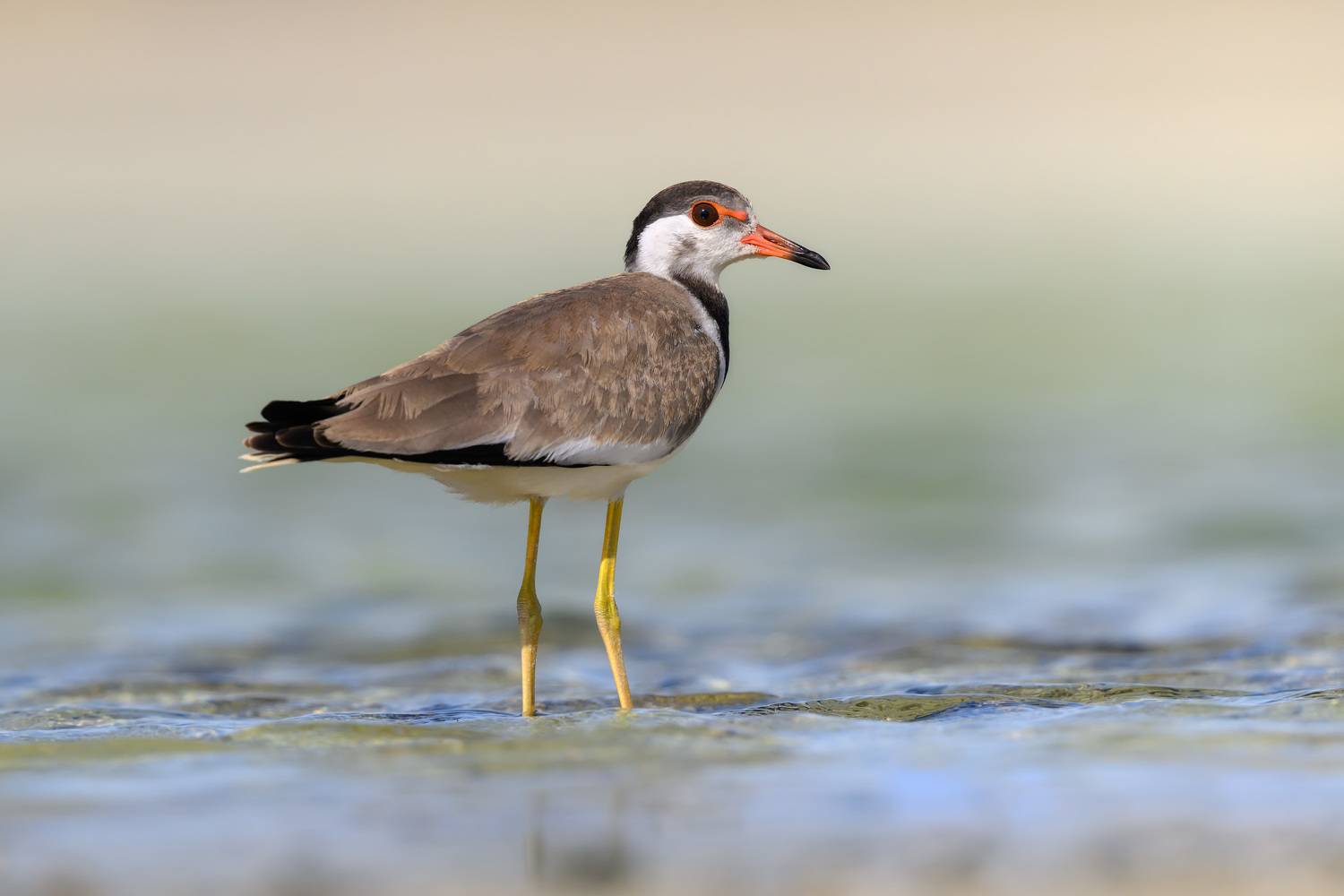 птица, фотоохота, чибис, природа, фауна, Kulikov Vladimir