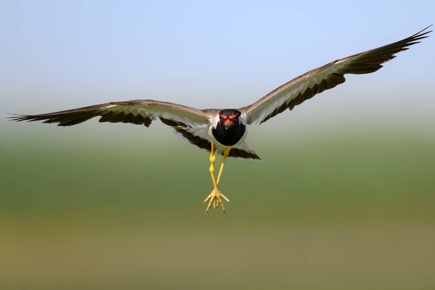 птица, фотоохота, чибис, природа, фауна, Kulikov Vladimir