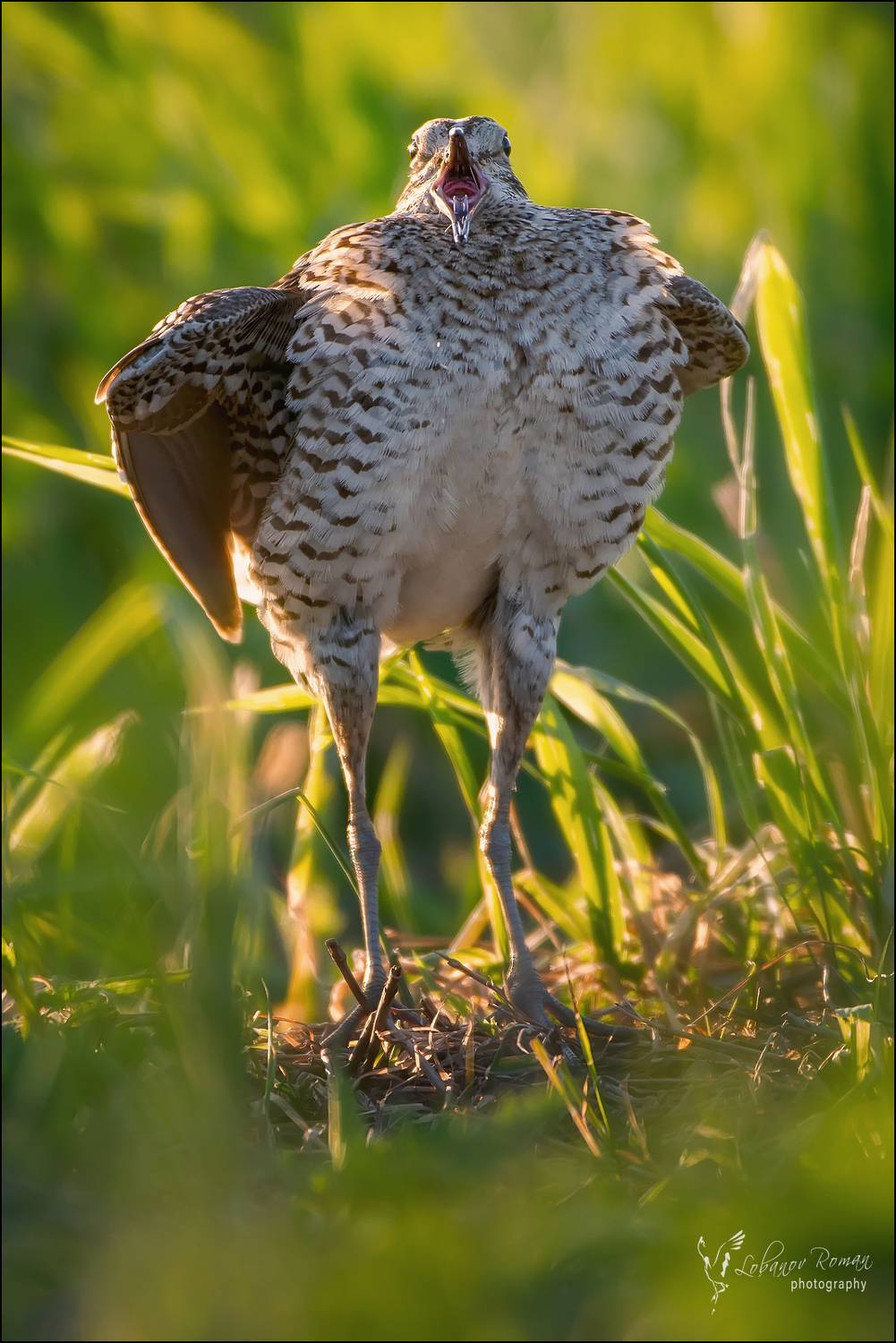 , Лобанов Роман