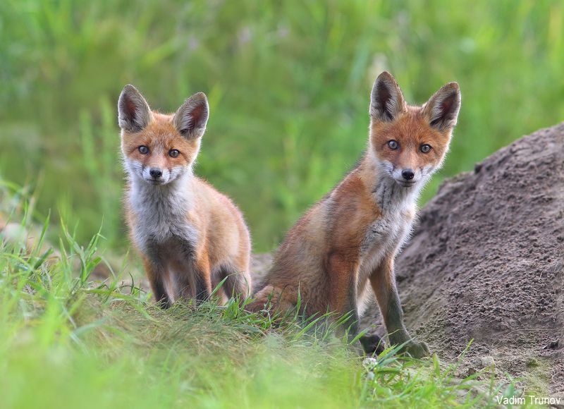 лиса, лисята, fox *** фото превью