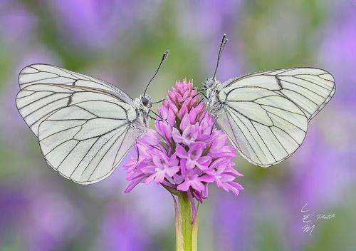Aporia crataegi (Linnaeus, 1758) su Anacamptis pyramidalis
