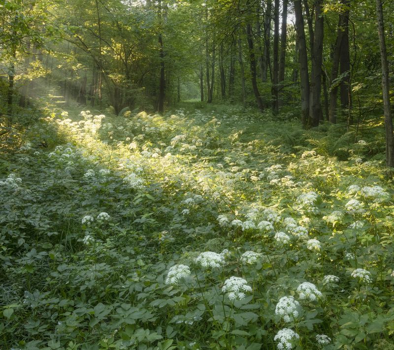 Летнее утро в лесу фото превью