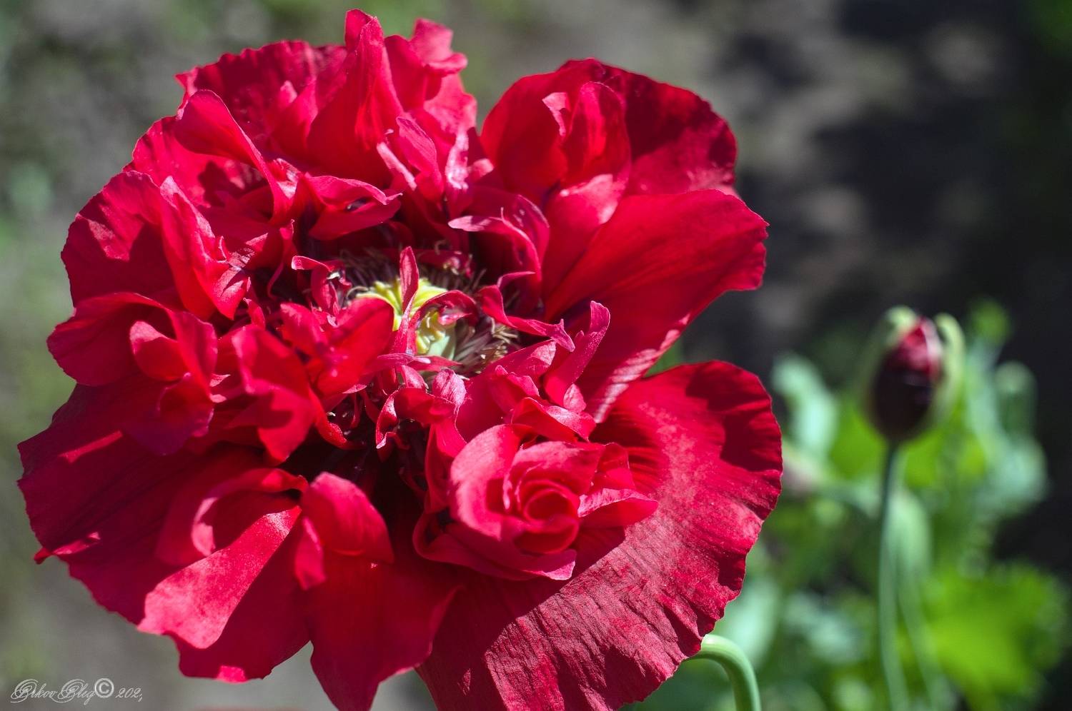 , Орлов Олег