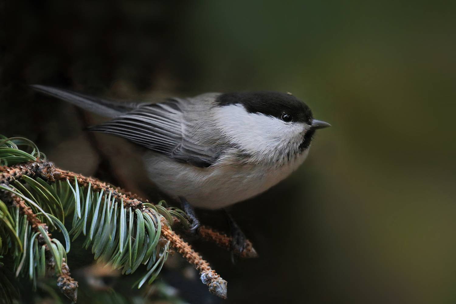 синица, гаичка, Валерий Платонов