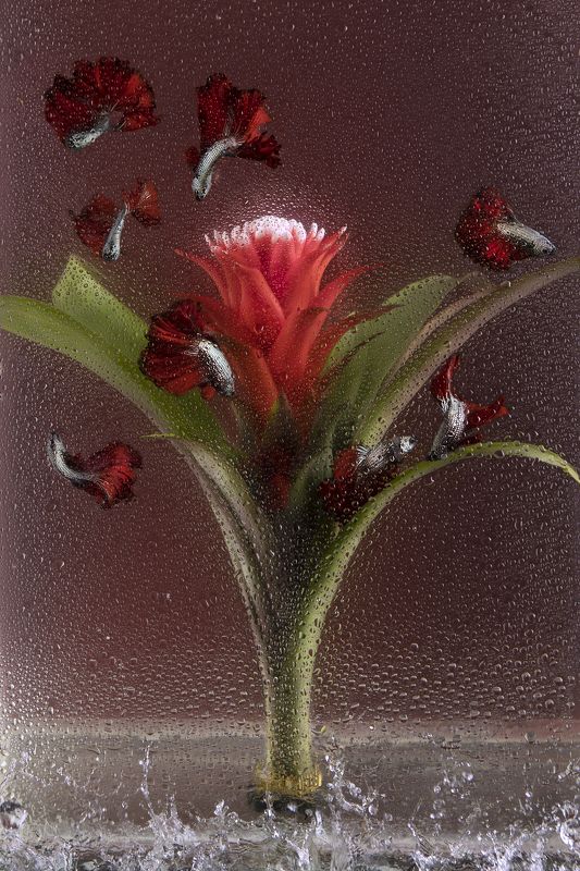 Подводные птицы. Бромелия и петушки Халф Мун фотопроект фото превью