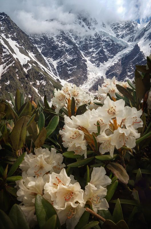 рододендрон кавказский фото превью