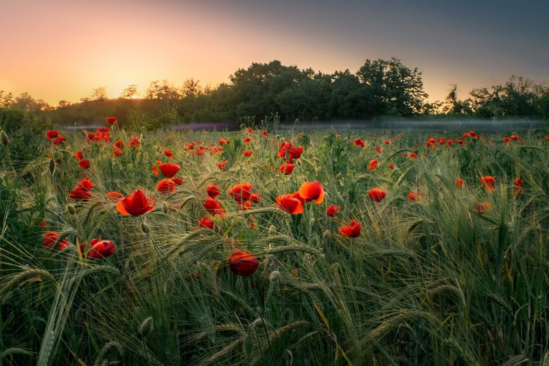 Маки фото превью