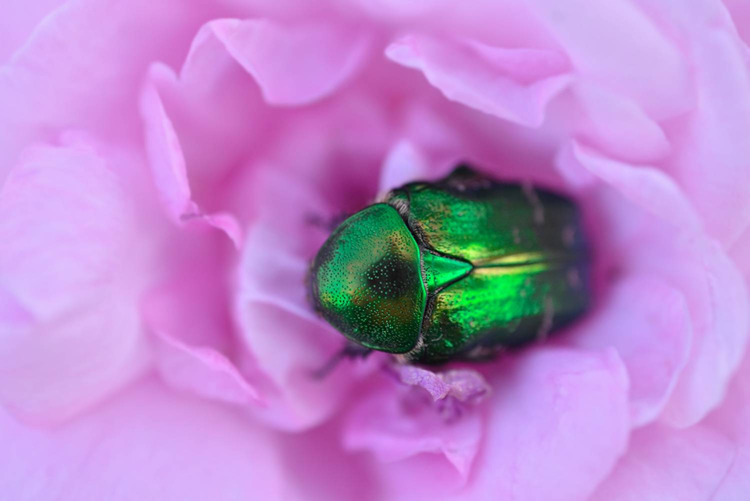 , Калёв Сергей