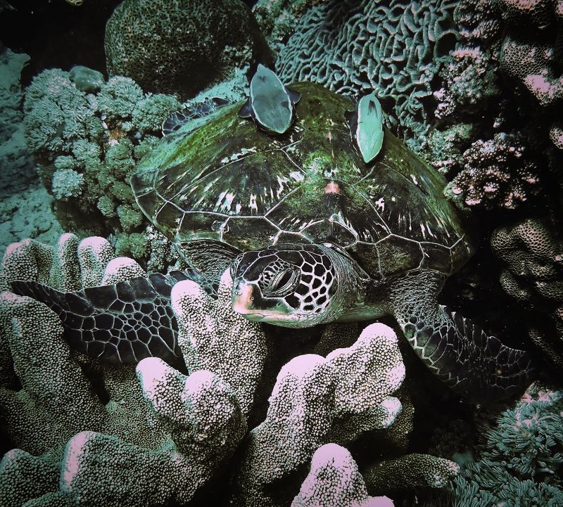 Морская черепаха фото превью