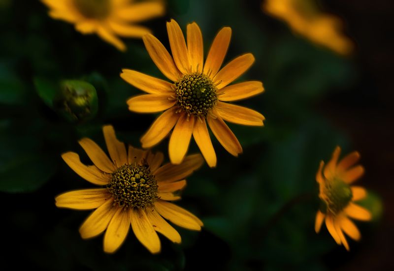 Санвиталия миллион звезд фото превью