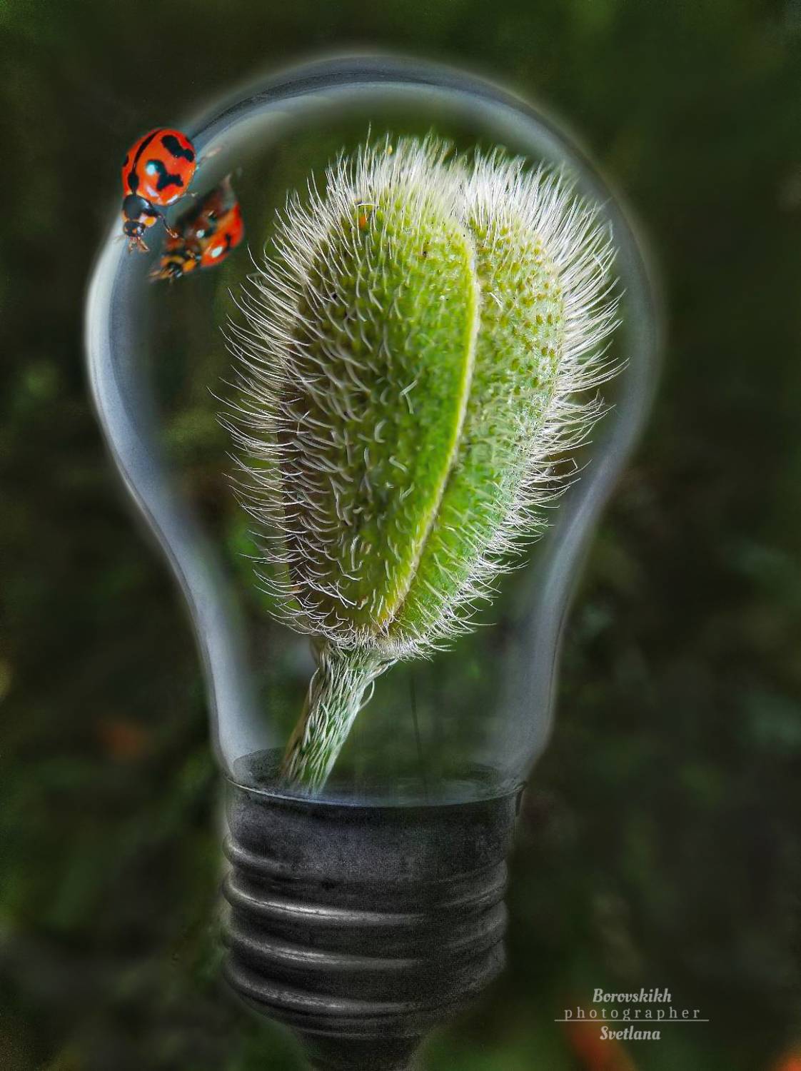 макро,  art_photo, conceptual, макро на телефон, macro, macro lens, мак, насекомые., Боровских Светлана