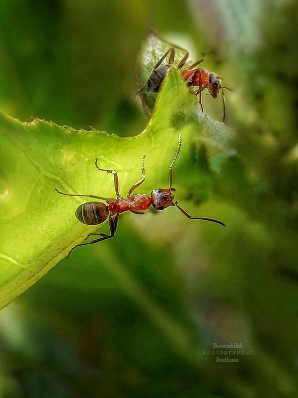 Муравьи фото превью