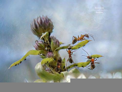 Больше трёх не собираться...)