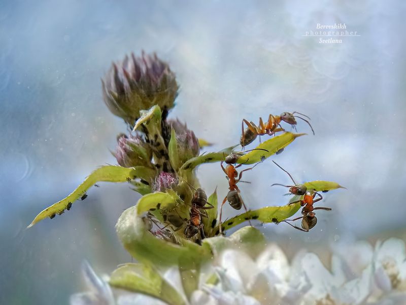 Больше трёх не собираться...) фото превью