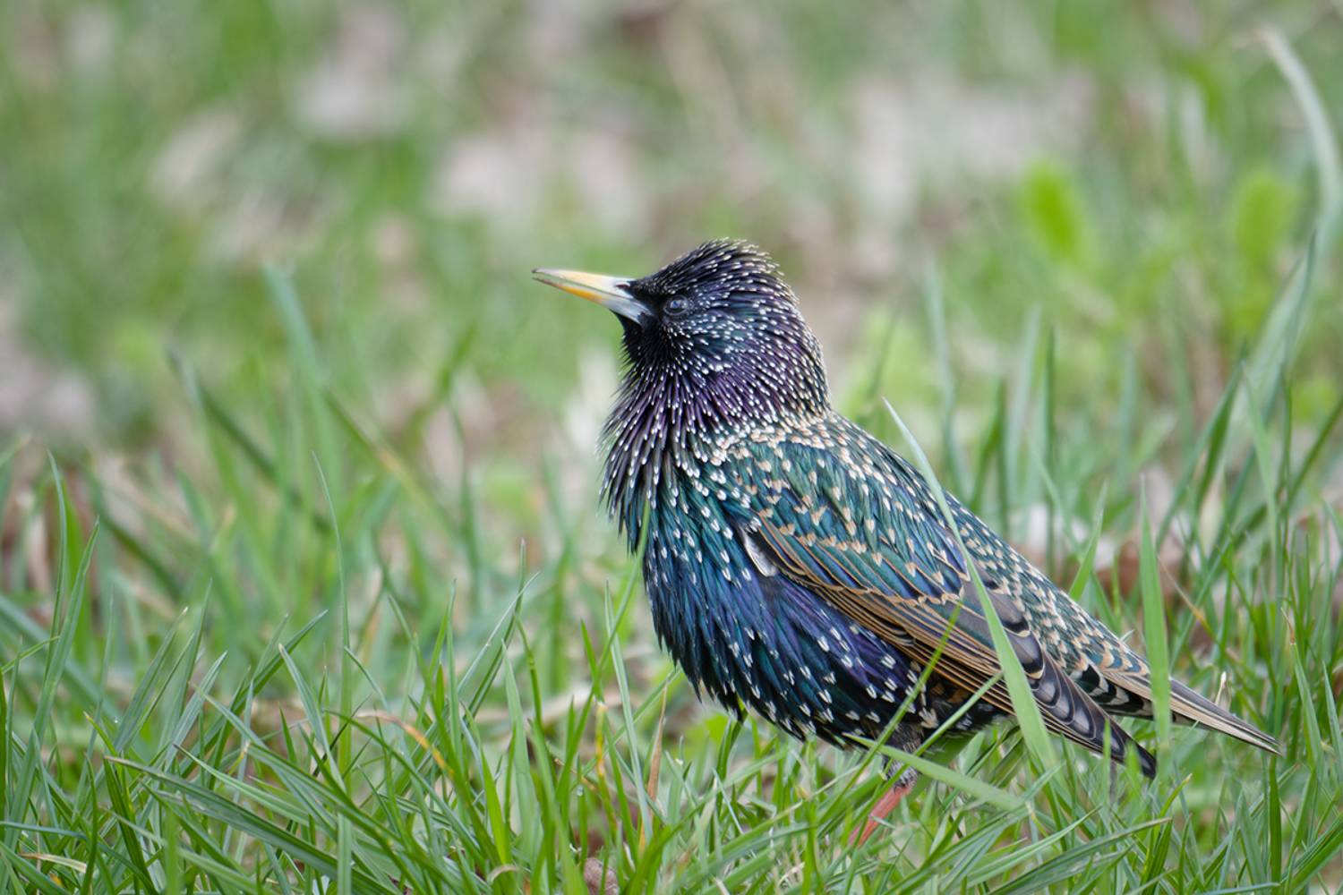 bird, птица, скворец, Хилько Марина