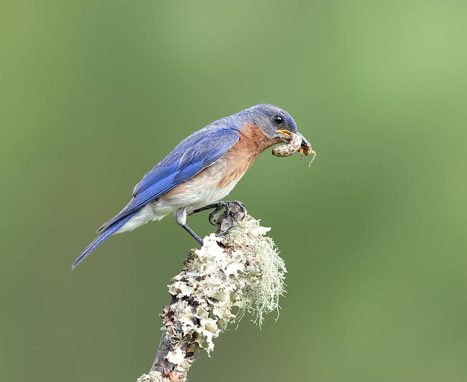 восточная сиалия, eastern bluebird, bluebird, Etkind Elizabeth