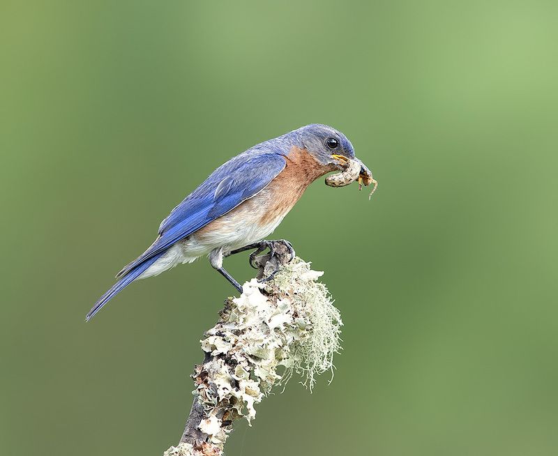 восточная сиалия, eastern bluebird, bluebird Eastern Bluebird, male -Восточная сиалия, самец фото превью
