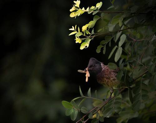 Red-vented Bulbul (Pycnonotus cafer)
