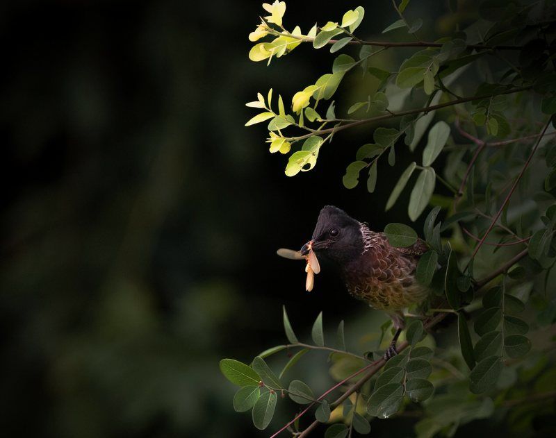 closeup, bird, birds, wild, wings, beauty, nature, swan, feather, spread, little sparrow,animal,animals,nikon,tailorbird,portraitm,eyes,eagle,kite,flying,sky,prey Red-vented Bulbul (Pycnonotus cafer) фото превью