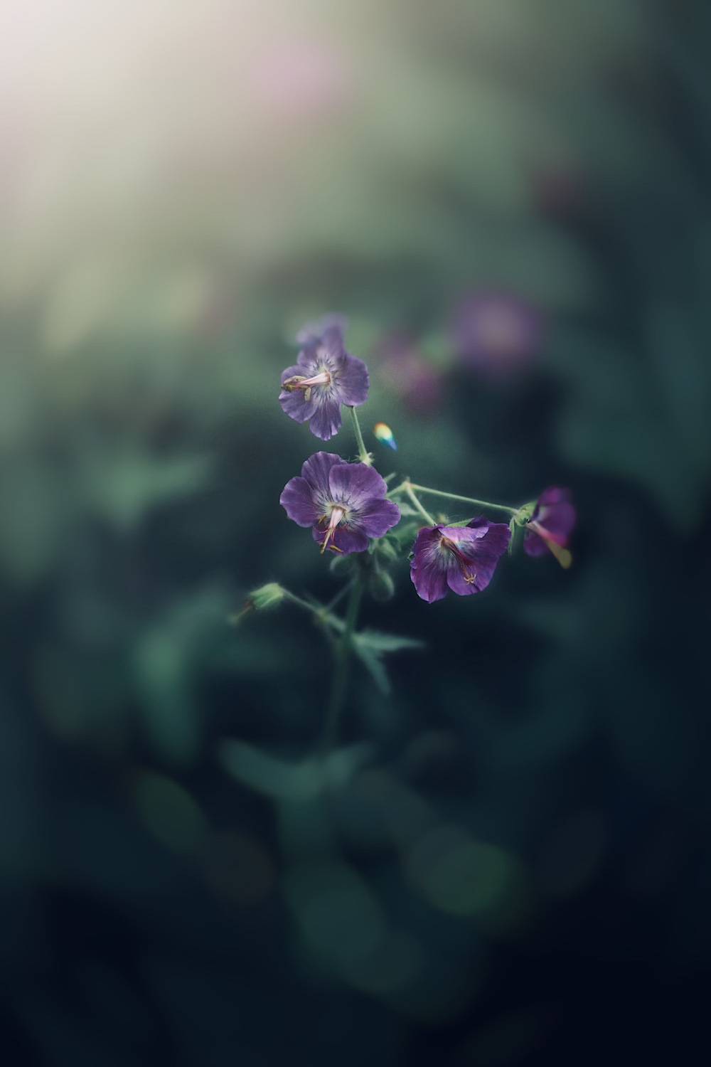 макро, macro, цветы, flowers, лето, summer, герань, Julia Kaissa