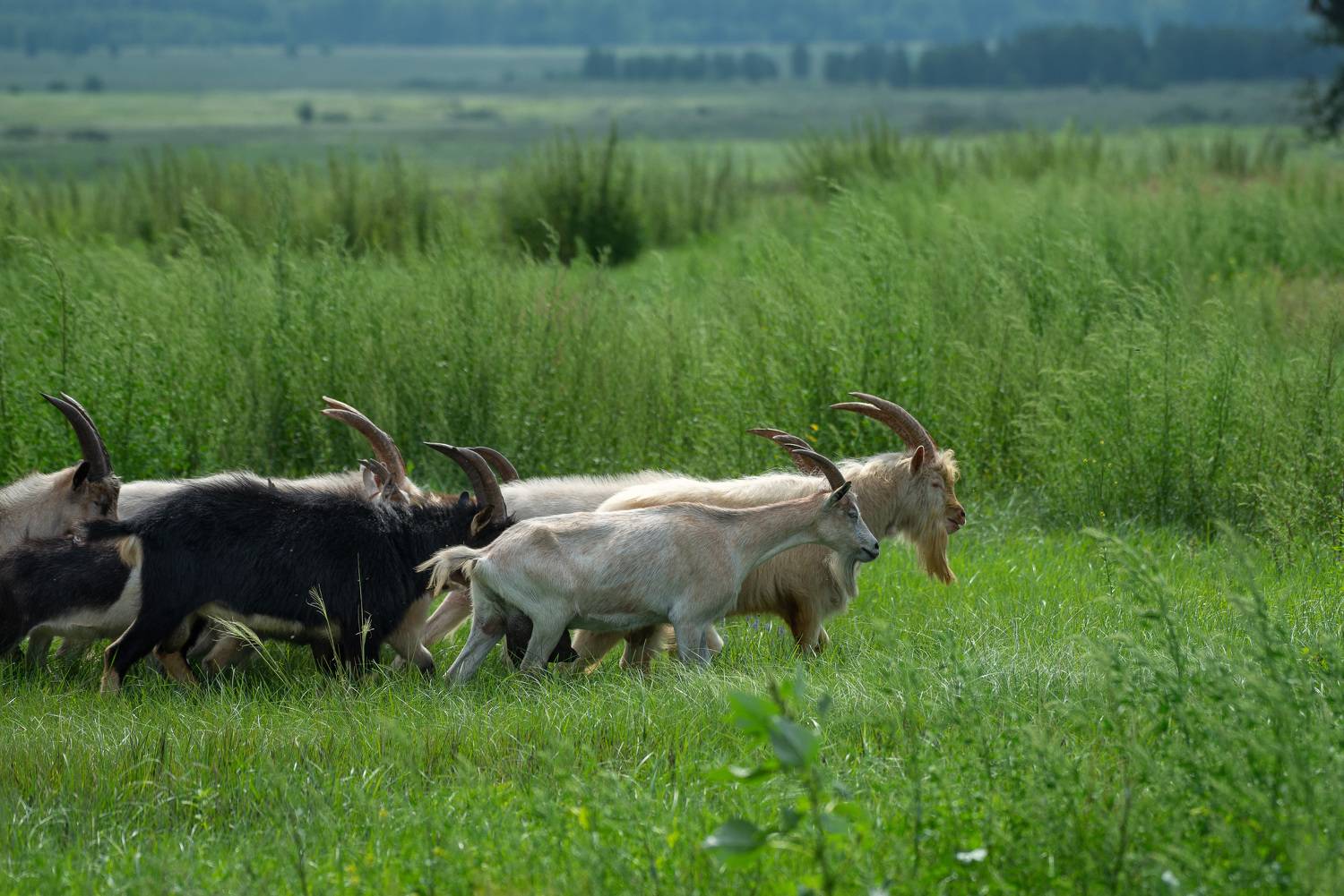 , Рагинская Ольга