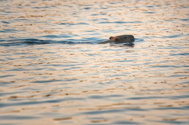 животные, природа, фотоохота, грызуны, портрет животного, млекопитающие, дикая природа, самарская область,marmot, animals, animal portrait, mammals, wildlife Маленький купальщик фото превью