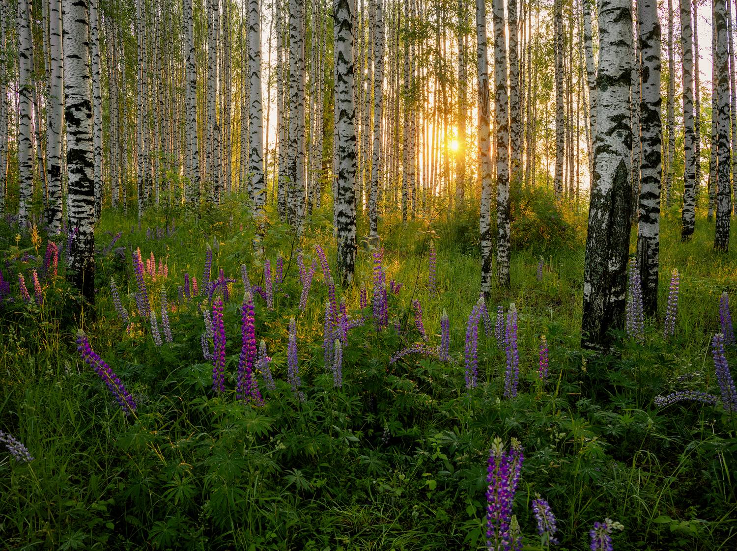 , Евгений Карепанов