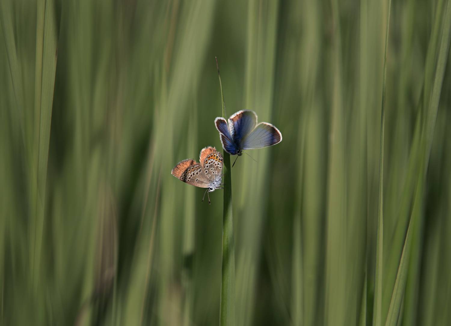 , Баранов Олег